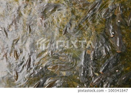 Horde of Bora Horde of Bora 100341847