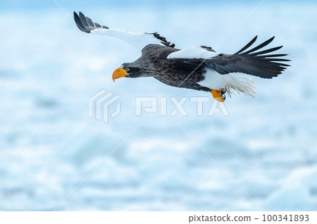 Shiretoko winter 100341893