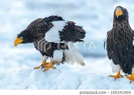 知床冬天 100341909