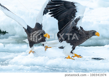 Shiretoko winter 100341974