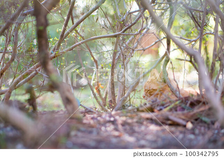 A stray cat sleeping comfortably in the bushes of a Kyoto park 100342795
