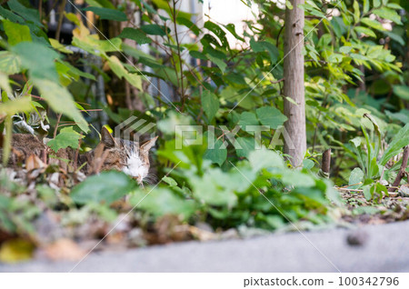 A stray cat sleeping comfortably in the bushes of a Kyoto park 100342796