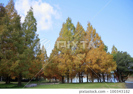 Colored metasequoia tree 100343182