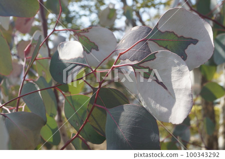 楊桉的斑駁的葉子 楊桉的斑駁的葉子 100343292