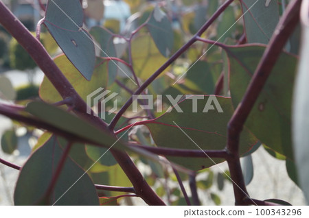 eucalyptus populus red branch 100343296