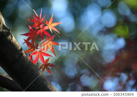 埼玉縣川越市 Kosenba 町天台宗本山中院釋迦堂旁的秋楓葉和模糊背景 100343904
