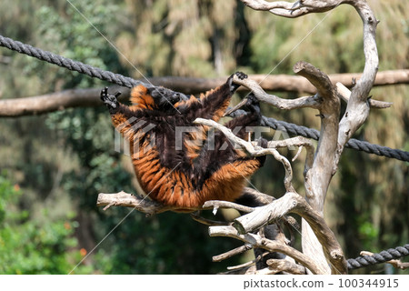 Lemur Red vari (lat. - Varecia rubra) 100344915
