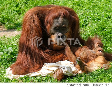 Sumatran orangutan (lat. - Pongo abelii) female with cub 100344916