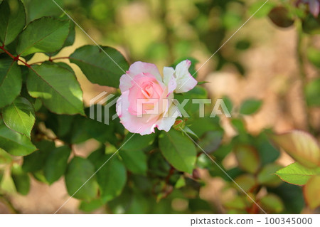 Roses flower Matilda Roses flower Matilda 100345000