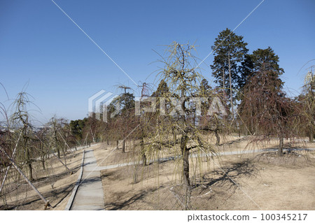 妙城山三室戶寺梅園（2月底） 100345217
