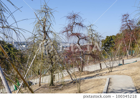 妙城山三室戶寺梅園（2月底） 100345218