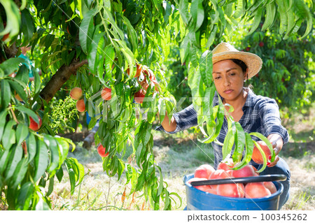 Peruvian female farmer harvesting peaches in fruit garden 100345262