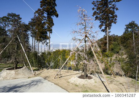 妙城山三室戶寺梅園(2月底) 妙城山三室戶寺梅園(2月底) 100345287