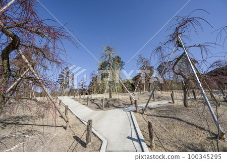 妙城山三室戶寺梅園(2月底) 妙城山三室戶寺梅園(2月底) 100345295