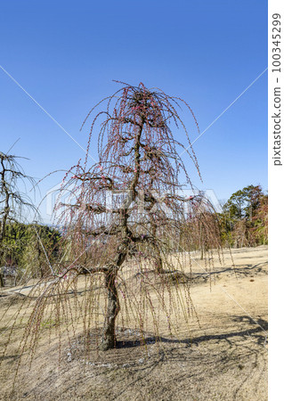 妙城山三室戶寺梅園(2月底) 妙城山三室戶寺梅園(2月底) 100345299
