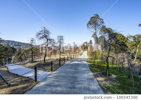 妙城山三室戶寺梅園(2月底) 妙城山三室戶寺梅園(2月底) 100345300