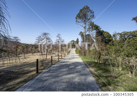 妙城山三室戶寺梅園(2月底) 妙城山三室戶寺梅園(2月底) 100345305
