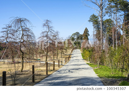 妙城山三室戶寺梅園(2月底) 妙城山三室戶寺梅園(2月底) 100345307