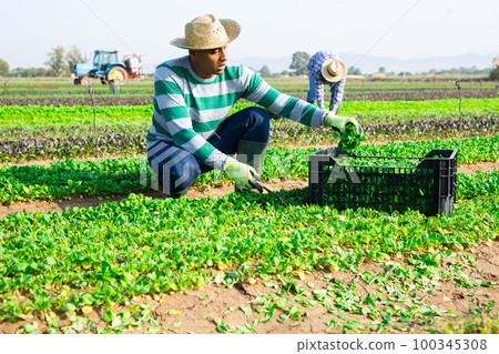 Farmer harvesting canonigos leaf on plantation Farmer harvesting canonigos leaf on plantation 100345308