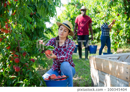 Successful female gardener with peaches in orchard on sunny day Successful female gardener with peaches in orchard on sunny day 100345404