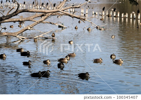 水鳥在平靜的水面上放鬆 早春公園 Inogashira 100345407