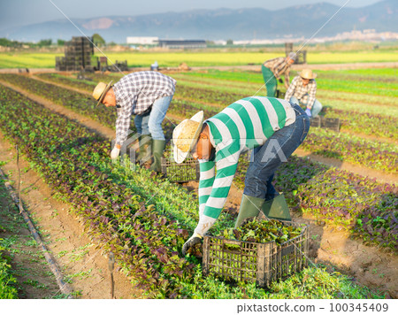 Latino farmer collects and carries boxes mustard on field 100345409