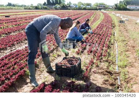 African-american worker peeling and collects red lettuce African-american worker peeling and collects red lettuce 100345420