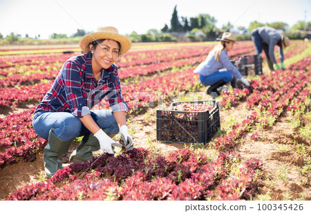 Peruvian woman gathering crop of red leaf lettuce 100345426