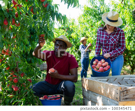 Woman farmer with male partner harvesting ripe peaches in fruit garden 100345471