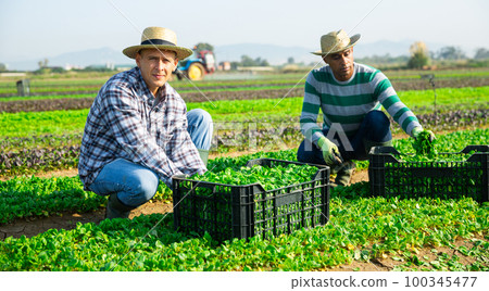 Farm workers picking corn salad on field 100345477
