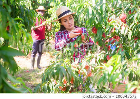 Positive Latina picking ripe peaches in farm orchard 100345572