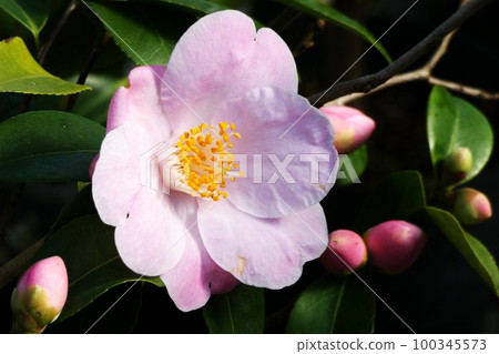 Camellia in full bloom 100345573
