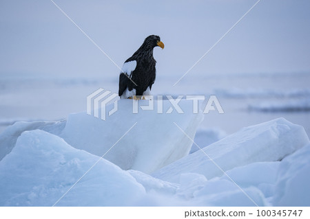 Eagle Eagle 100345747