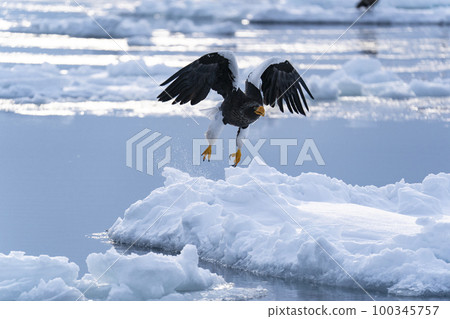 Eagle Eagle 100345757