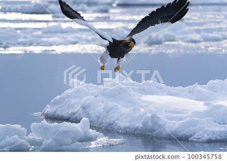 Eagle Eagle 100345758