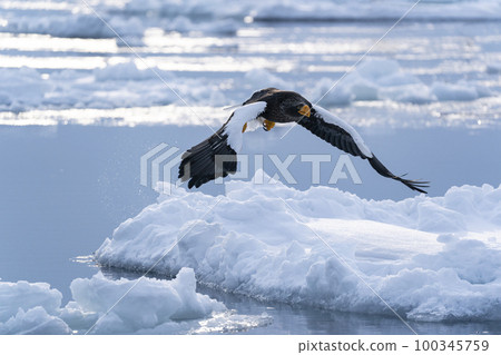 Eagle Eagle 100345759