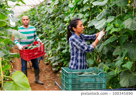 Female farmer gathering crop of cucumbers in hothouse 100345890