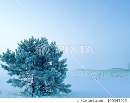 寒冷的冬日早晨，凍松樹 100345925