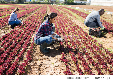 Portrait of woman gardener picking harvest of red lettuce to crate and using knife 100345944