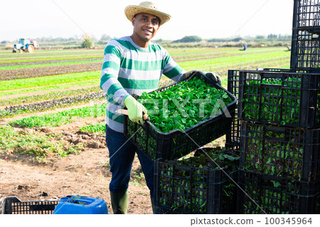 Man working at vegetable farm, stacking crates Man working at vegetable farm, stacking crates 100345964