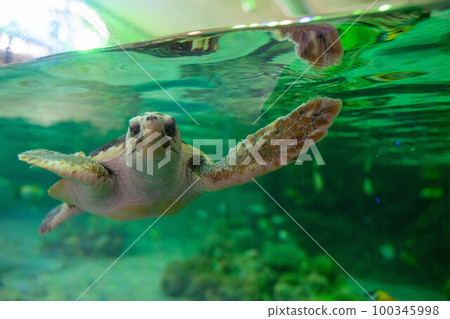Cute sea turtle Kamogawa Sea World Cute sea turtle Kamogawa Sea World 100345998