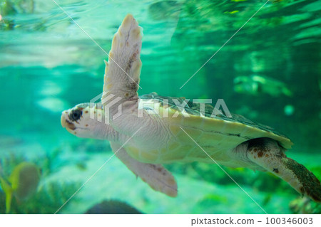 Sea Turtle Kamogawa Sea World 100346003