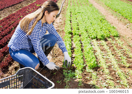 Hispanic female farmer harvesting lettuce 100346015