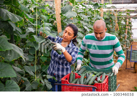 Male and female horticulturists harvesting cucumbers in greenhouse 100346038