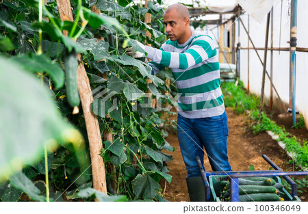 Hired latino worker picks crop of cucumbers in greenhouse 100346049