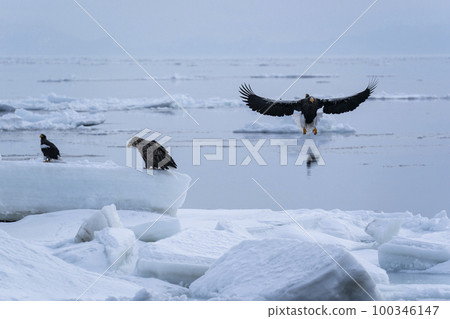 Drift ice Drift ice 100346147