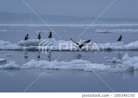 Drift ice Drift ice 100346150