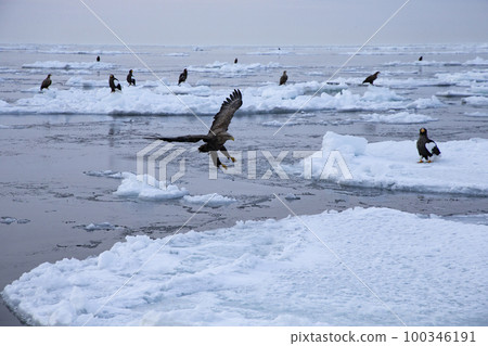 Drift ice Drift ice 100346191