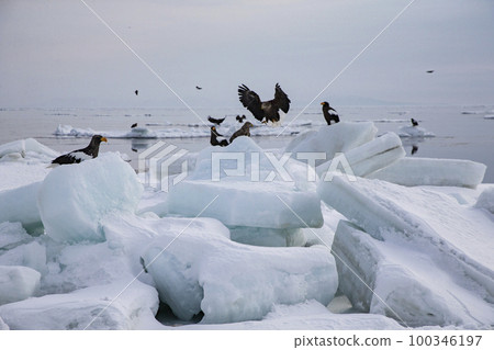 漂流冰 100346197