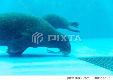 Walrus Kamogawa Sea World 100346302